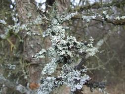 lichen like nature