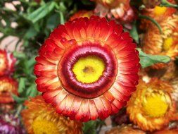 exotic flower in nature
