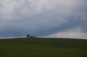 lonely tree on the field