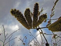 flowering birch tree