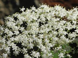 small white spring flowers in the garden