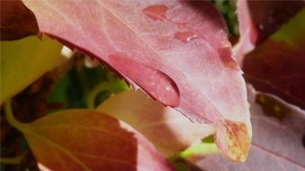 a drop of water on a pink leaf