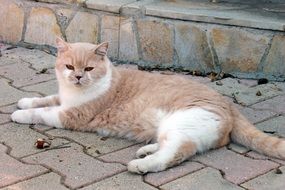 the cat lies on the ground near the house
