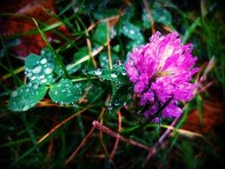 blooming clover in water drops on a blurred background
