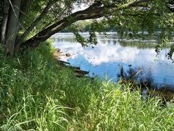 Green nature on the shore near the river