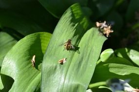 insect on a leaf of wild garlic close up