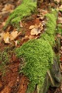 moss log leaves nature green