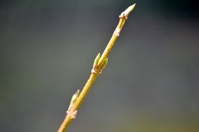 Sunny bud bloom on Yellow branch