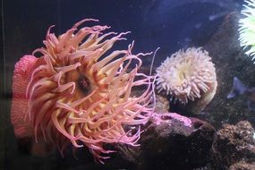 underwater landscape of corals on a ocean bottom