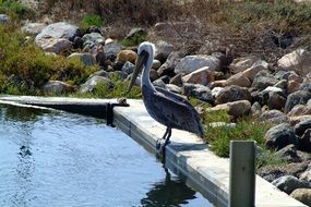 pelican stands on the edge of the pool