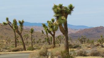 joshua trees desert