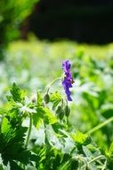 decorative violet geranium