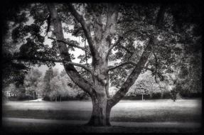 big tree in black and white background