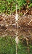 majestic heron in wildlife