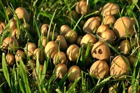 group of mushrooms in the green grass