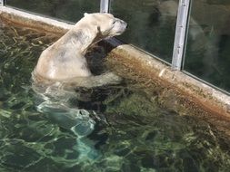 polar bear in the pool at the zoo