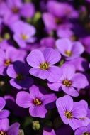 closeup picture of autumn purple flowers