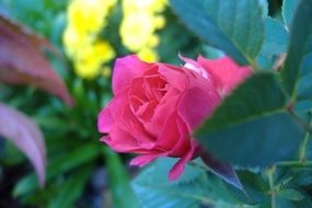 Beauty Pink rose flower in a garden