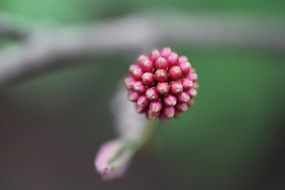 fkower buds in spring