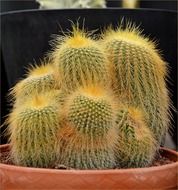 cactus plant