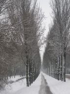 panorama of a winter alley in the Netherlands