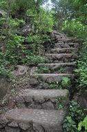 Stairs in the green forest