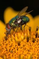 fly on the fower in macro