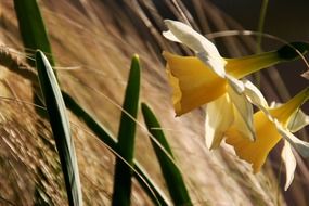 yellow flower in the wind