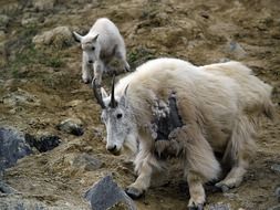 grazing mountain goat