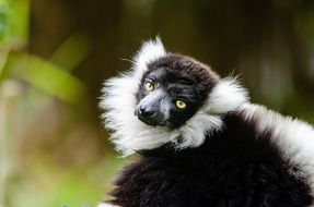 exotic black and white ruffed lemur