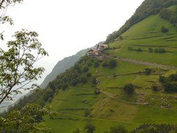 summer meadow slope, landscape