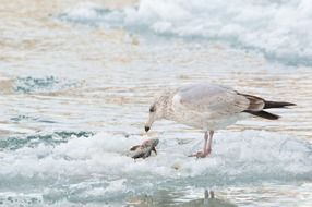Seagull feeding by fish on frozen water