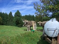 cow young cattle