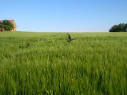 green cereals field under blue sky