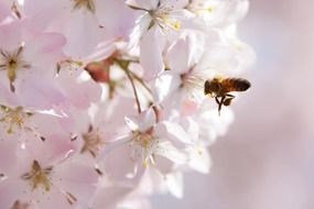 bee over a lush pink inflorescence