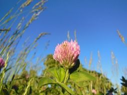 red clover flower on a plant