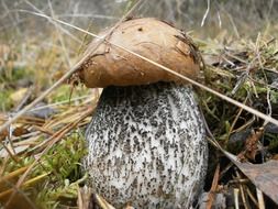 mushroom in the forest in october close-up