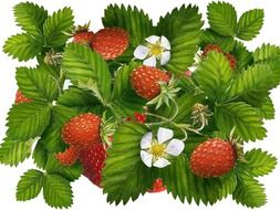 strawberries drawing
