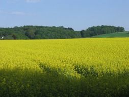 blooming oilseed field at forest
