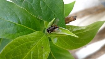 flower fly on a green plant