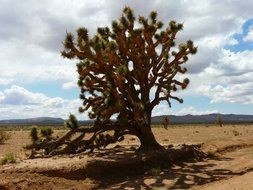 joshua tree in the Mojave Desert