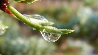 Macro photo of the dew on the plant