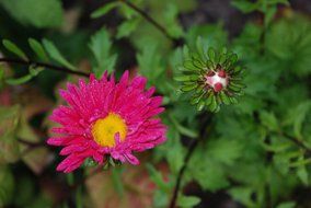 bright pink flower in a botanical garden