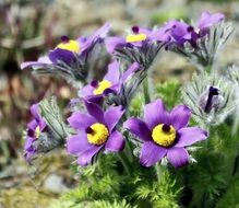 purple flowers with yellow stamens