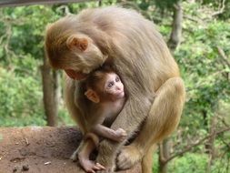 monkey family cute portrait in asia
