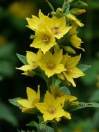 macro photo of yellow dotted loosestrife flower