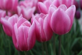 pink tulips in the greenhouse