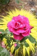 bright pink rose on a stem close-up on a blurred background