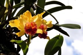 yellow orchid flowers at sky