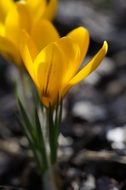yellow crocus flowers in springtime